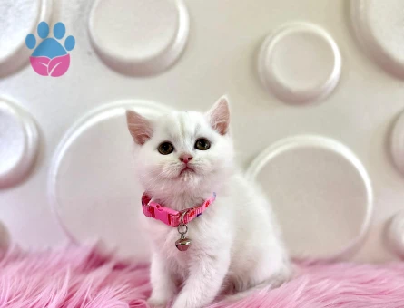 British Shorthair Beyaz 2 Aylık Dişi