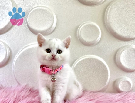British Shorthair 2 Aylık Dişi Mükemmel Güzellikte