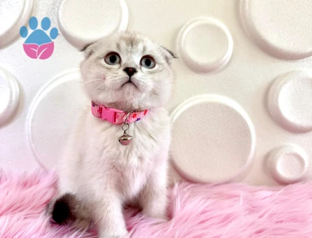 Scottish Fold Bluepoint Dişi 2 Aylık Topaç Kafa