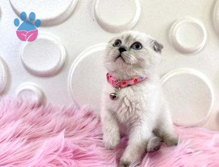 2 Aylık Bluepoint Dişi Scottish Fold
