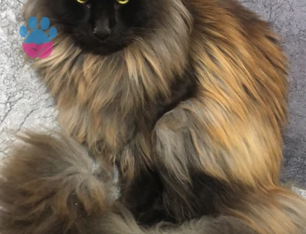 Safkan mainecoon yavrular Smoke