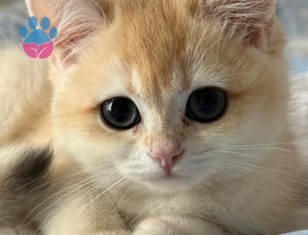 BABASI ŞECERELİ NY12 KIZIMIZA YUVA ARIYORUZ