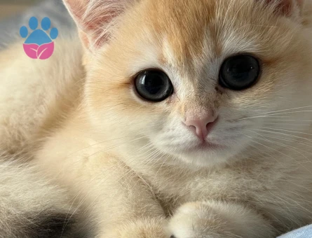 BABASI ŞECERELİ NY12 KIZIMIZA YUVA ARIYORUZ