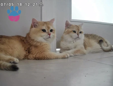 BABASI ŞECERELİ NY12 KIZIMIZA YUVA ARIYORUZ