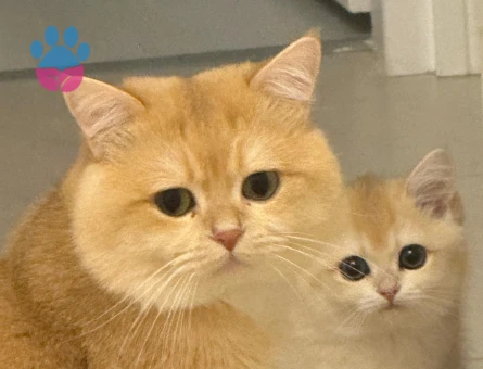 BABASI ŞECERELİ NY12 KIZIMIZA YUVA ARIYORUZ