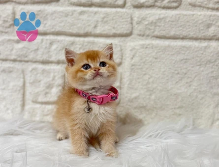 Golden Göz Kamaştıran British Shorthair Yavru