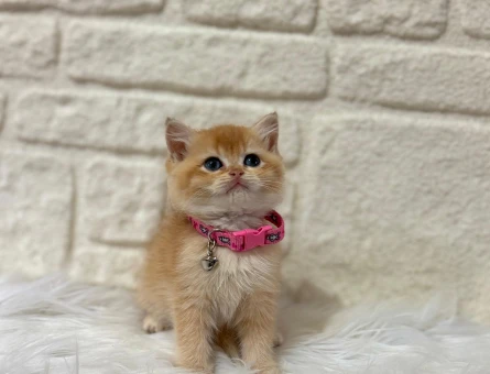 Golden Göz Kamaştıran British Shorthair Yavru