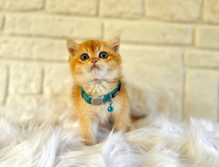 Altın Tonlarda Tatlılık Bombası British Shorthair Erkek