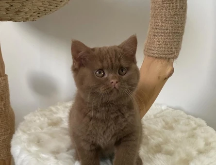 Çikolatalı Browni British Shorthair 2 Aylık
