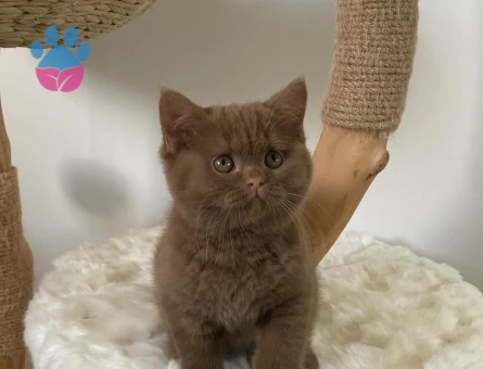 Çikolatalı Browni British Shorthair 2 Aylık