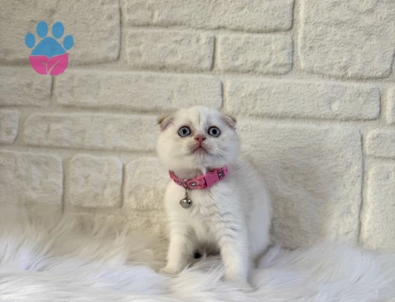 Ay Çöreği Scottish Fold Bluepoint Dişi 2 Aylık