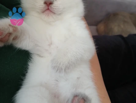 İki aylık yavrularımız