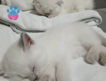 İki aylık yavrularımız