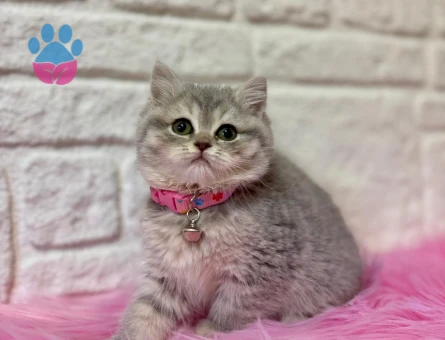 British Shorthair Tabby Dişi Kedi 2 Aylık