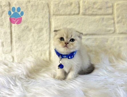 Scottish Fold Bluepoint Erkek 2 Aylık Maviş Gözlü