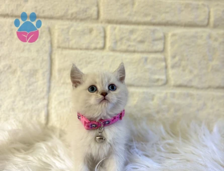 British Shorthair Point Güzellik Abidesi