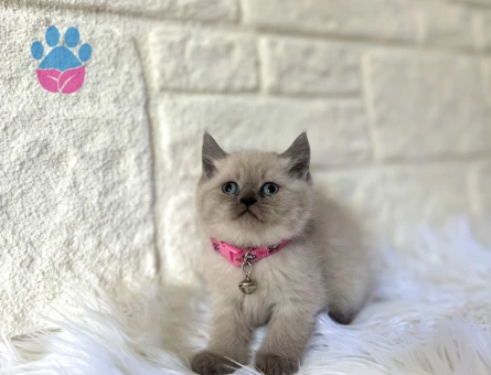 British Shorthair Bluepoint Dişi 2 Aylık