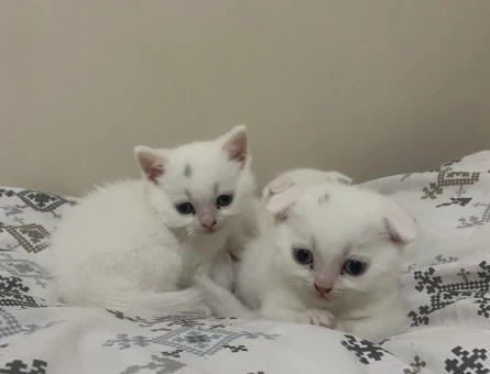 Güzel yavrularımıza aile arıyoruz