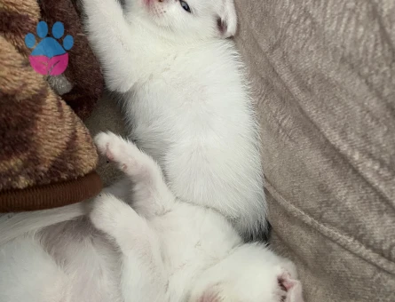 Güzel yavrularımıza aile arıyoruz