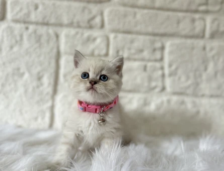 British Shorthair 2 Aylık Dişi Yavrumuz