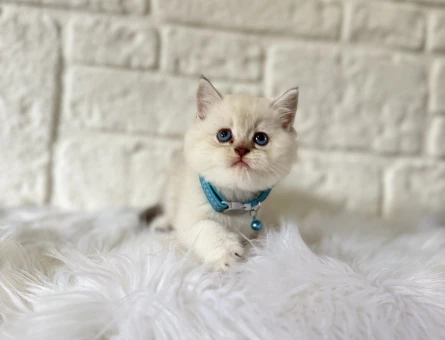 British Shorthair 2 Aylık Yavrular