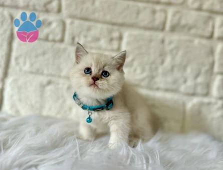 British Shorthair 2 Aylık Yavrular
