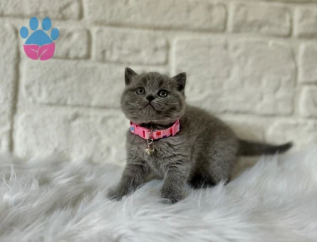 British Shorthair 2 Aylık Gri Yavrularımız