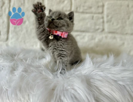 British Shorthair 2 Aylık Gri Yavrularımız