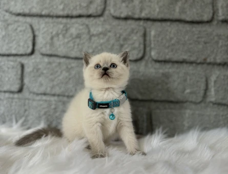 British Shorthair Bluepoint 2 Aylık