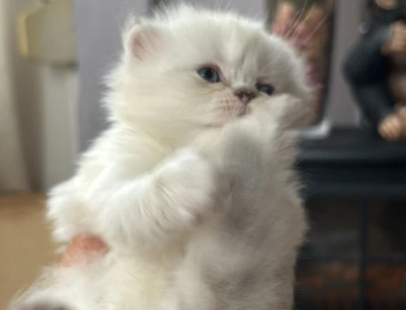 Scottish Fold - Long Hair dişi ve erkek yavrular