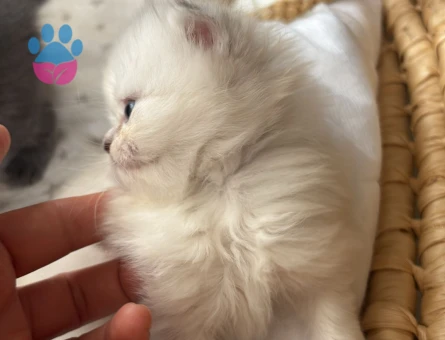 Scottish Fold - Long Hair dişi ve erkek yavrular