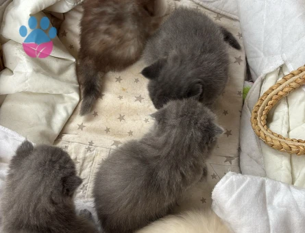 Scottish Fold - Long Hair dişi ve erkek yavrular