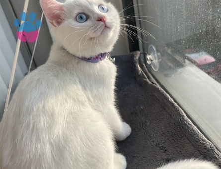 Güzel Kızım İnci British Shorthair Yuva Arıyor