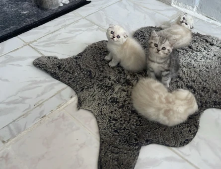 Scottish Fold Blue Point Yavrularımız - 4160
