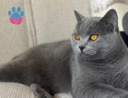 4.5 yaşında dişi british shorthair yeni yuvasını arıyor.