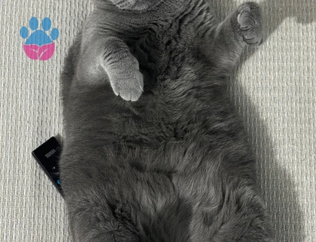 4.5 yaşında dişi british shorthair yeni yuvasını arıyor.