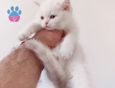 British Shorthair ve Longhair kalitenin tek adresi yavru ve yetişkin arayanlara