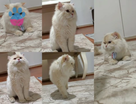 British Shorthair ve Longhair kalitenin tek adresi yavru ve yetişkin arayanlara