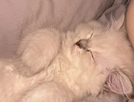 British Shorthair bebeğimiz - 4458