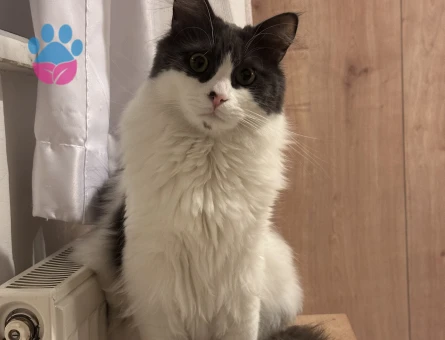 Ücretsiz kedi sahiplendirme 3 yaşında Yuva Arıyor