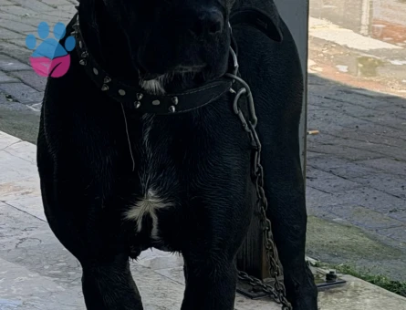 Safkan Cane Corso 1 Yaşında Yuva Arıyor