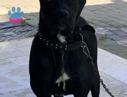 Safkan Cane Corso 1 Yaşında Yuva Arıyor