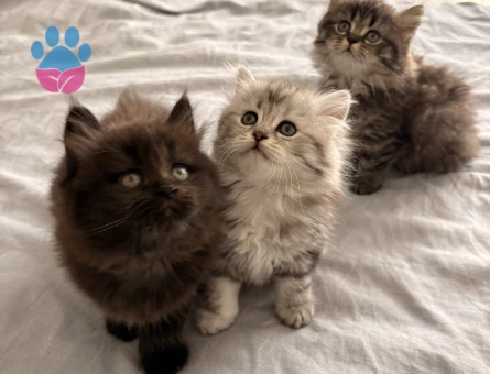 British longhair 2 Aylık Yuva Arıyor