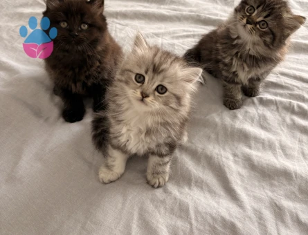 British longhair 2 Aylık Yuva Arıyor