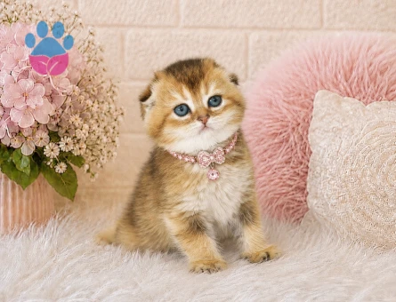 Zarif Güzellikte Scottish Fold Golden Yavrumuz - 4466