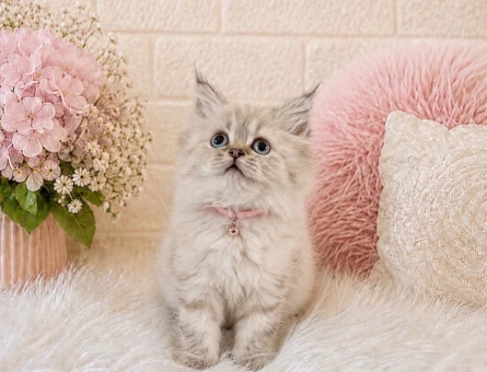 British Longhair Lynx Point Dişi Yavrumuz - 4468