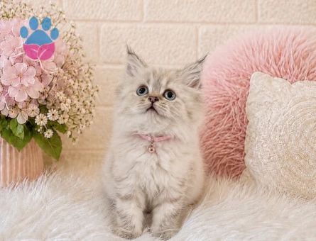 British Longhair Lynx Point Dişi Yavrumuz