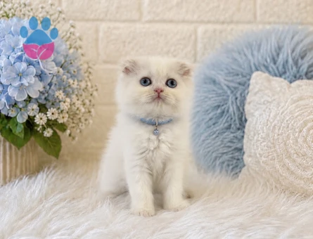 Scottish Fold Longhair Erkek Yavrumuz - 4469