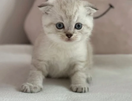 British Shorthair Lynx Süleymanpasa Tekirdag - 4470