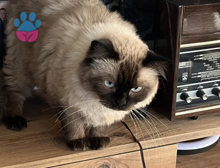 Orijinal Safkan Sağlıklı Siyam Kedisi